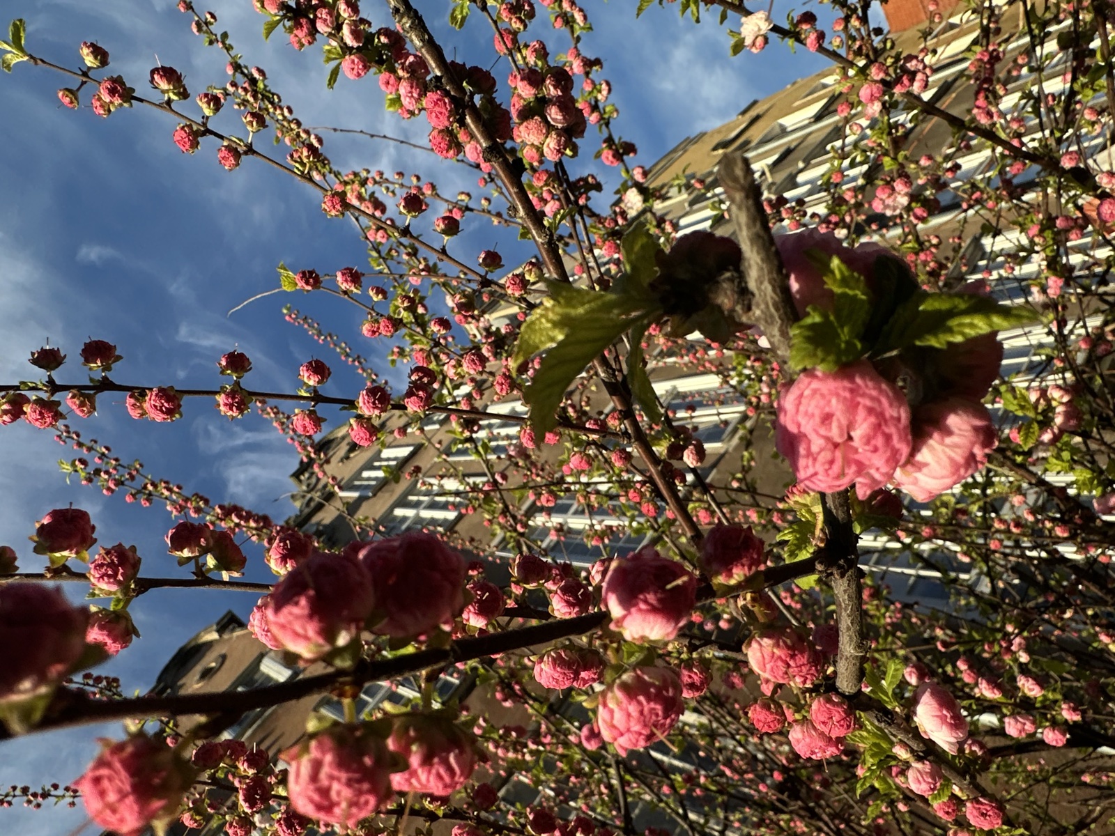 Spring blossoms in front of an old Gdańsk building, pink against red brick