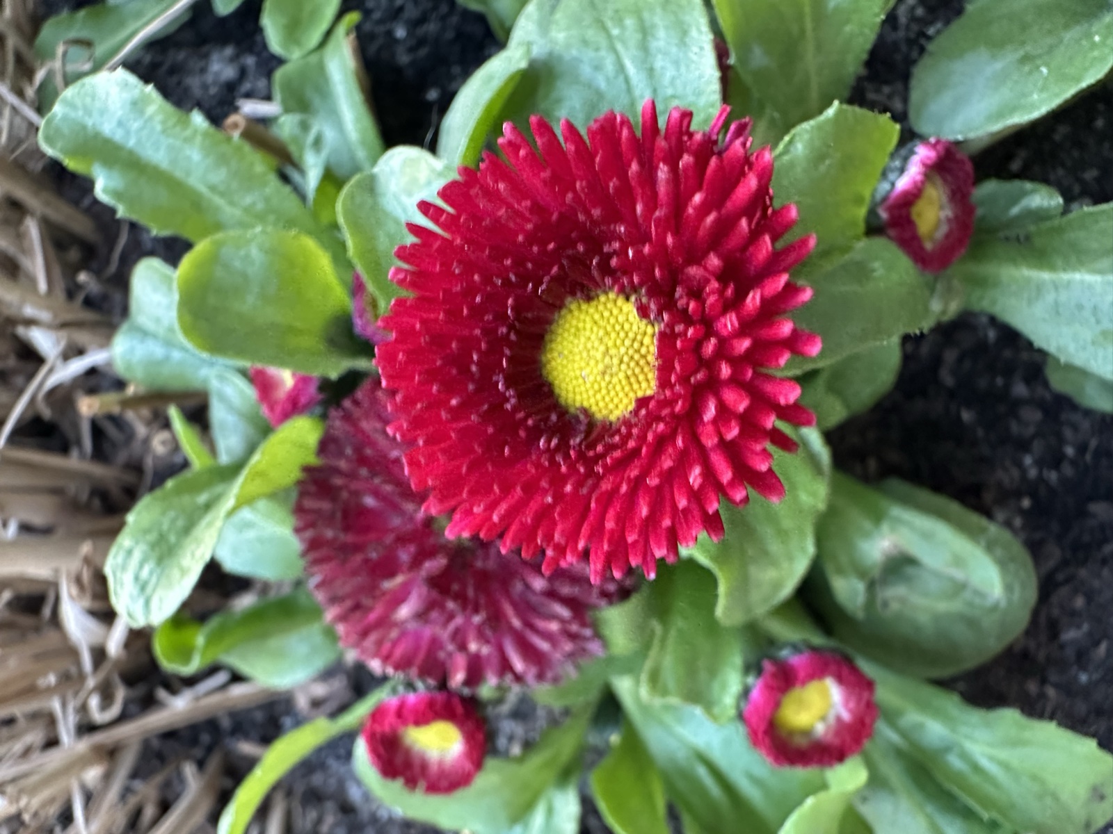 A red double-flowered daisy in a Gdańsk public garden bed